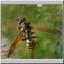 Polistes dominula - Haus-Feldwespe w12.jpg